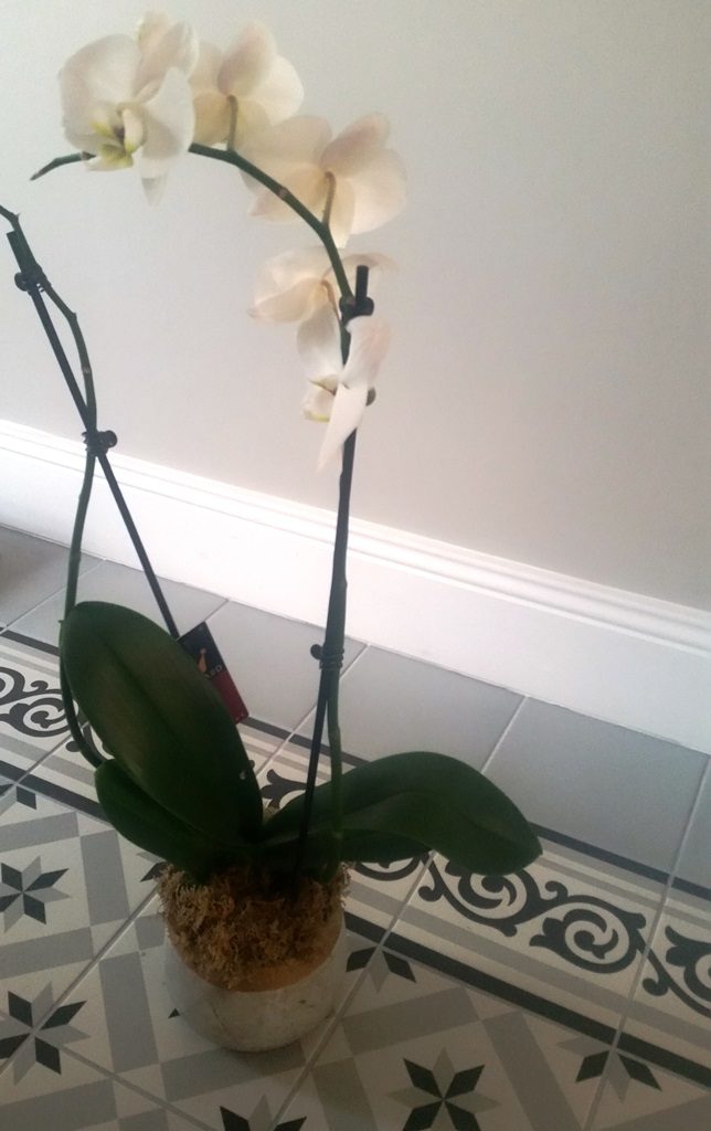 Orchidée pot en béton et doré