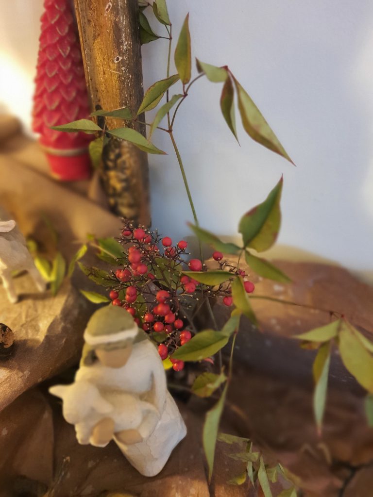 Bambou sacré - Nandina Domestica - Jardin