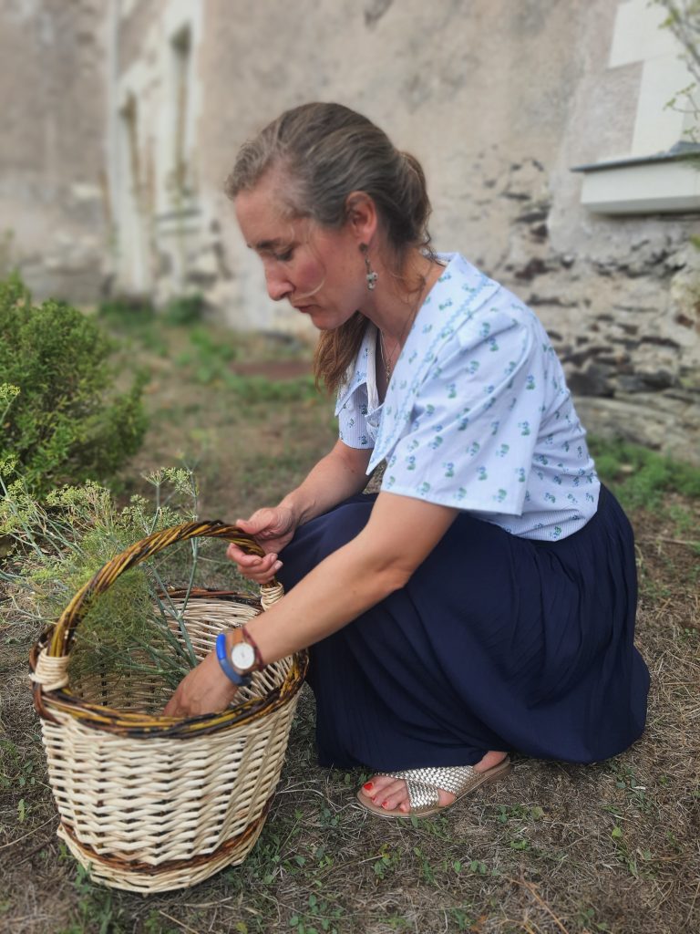 cueillette de fenouil sauvage pimprelys